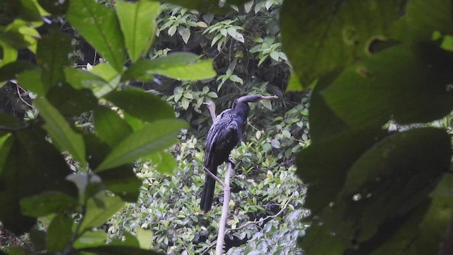 Anhinga d'Amérique - ML444752361