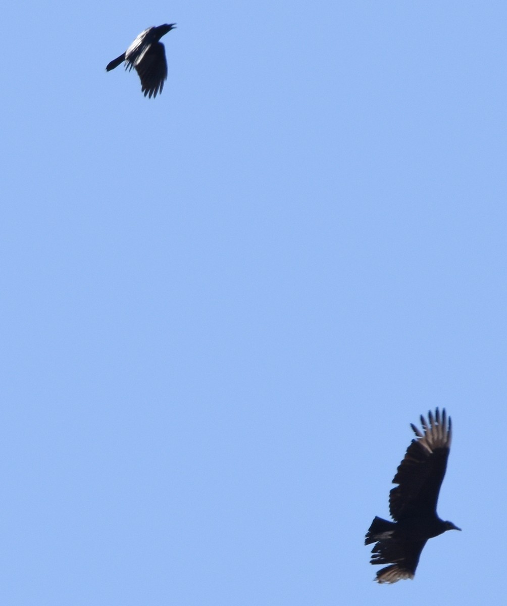 Black Vulture - Jean-Nicholas Haché