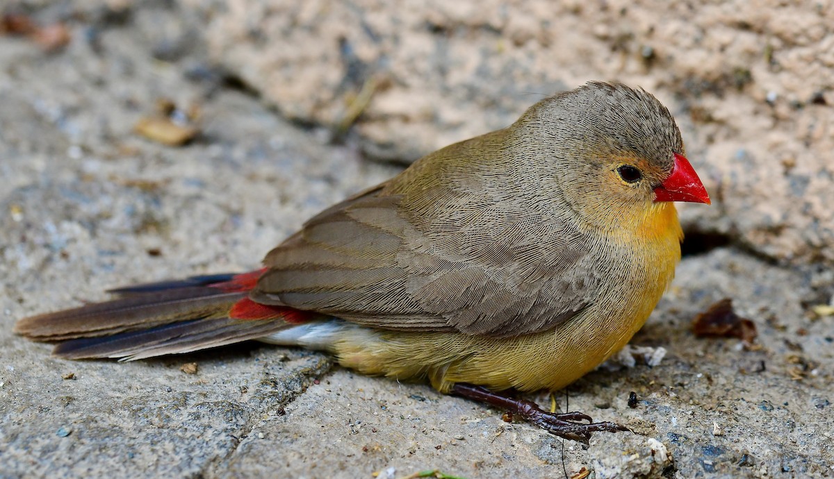 Астрильд болотяний (підвид ochrogaster) - ML444753421