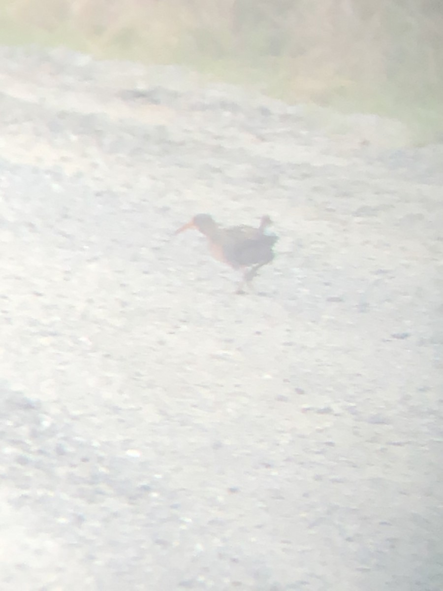 Clapper Rail - ML444753521