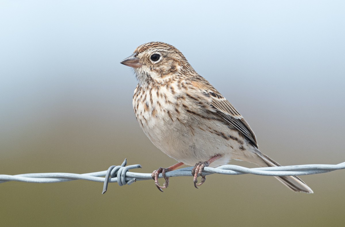 Vesper Sparrow - ML444754041