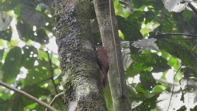 Cocoa Woodcreeper - ML444754221