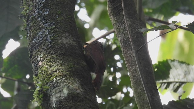 Cocoa Woodcreeper - ML444754331