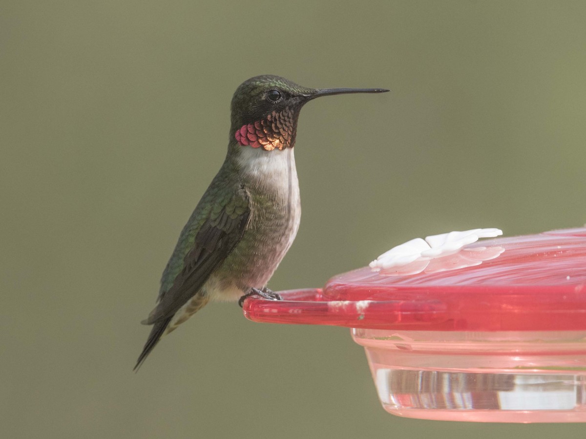 Ruby-throated Hummingbird - ML444755091