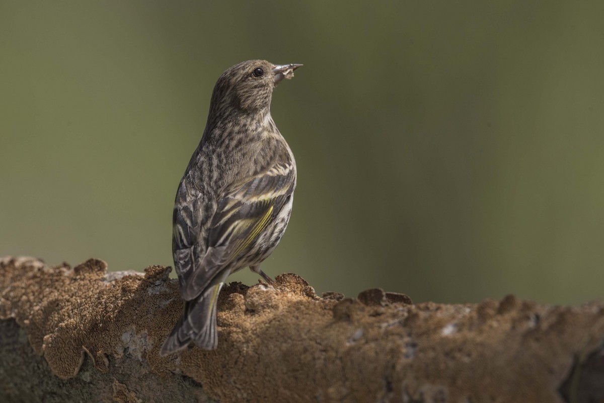Pine Siskin - ML444755391