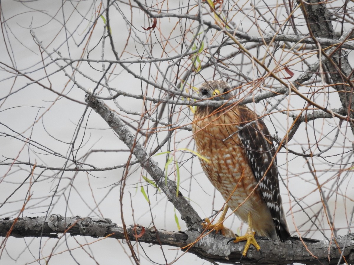 Red-shouldered Hawk - ML44475731