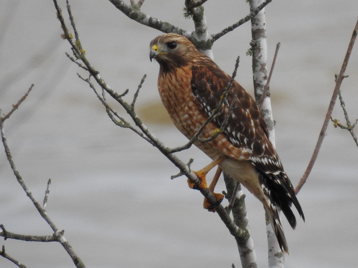 Red-shouldered Hawk - ML44475741