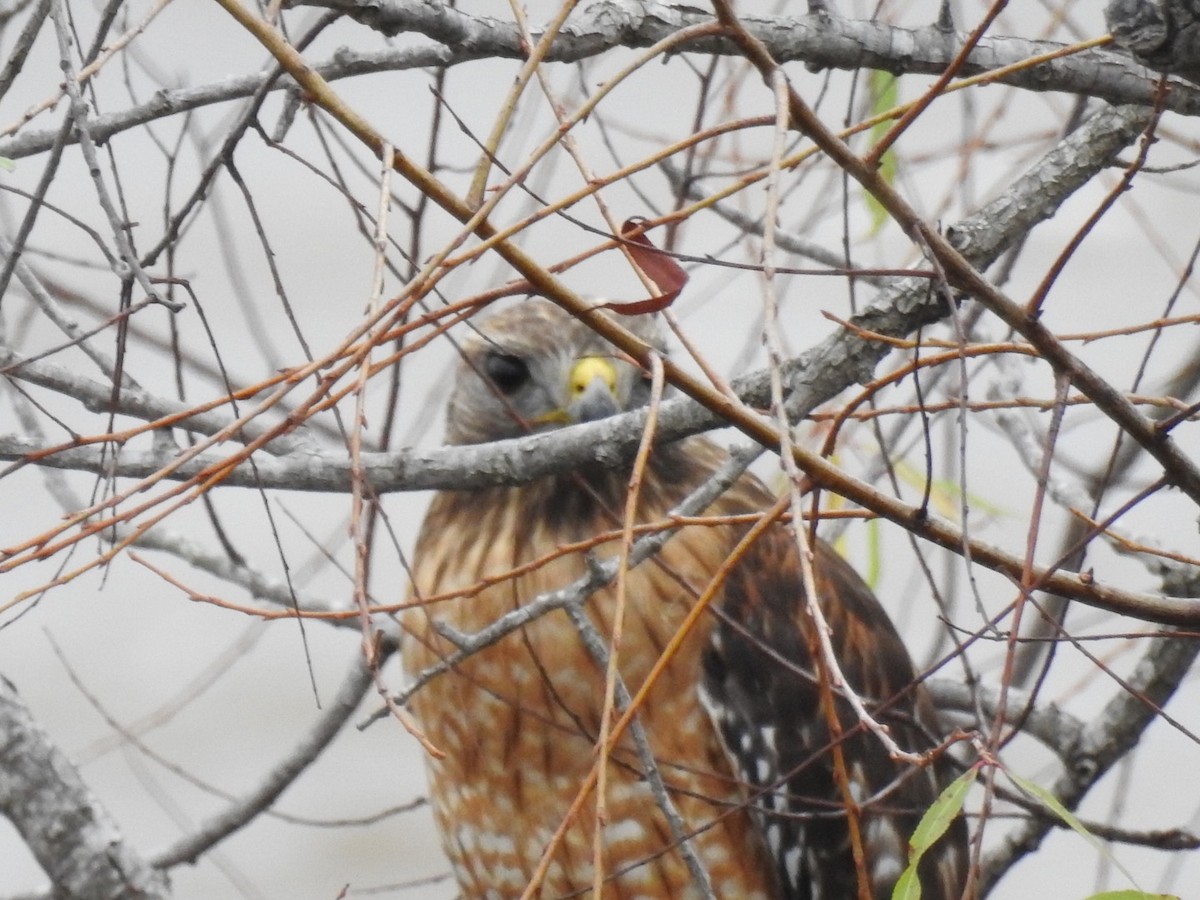 Red-shouldered Hawk - ML44475751