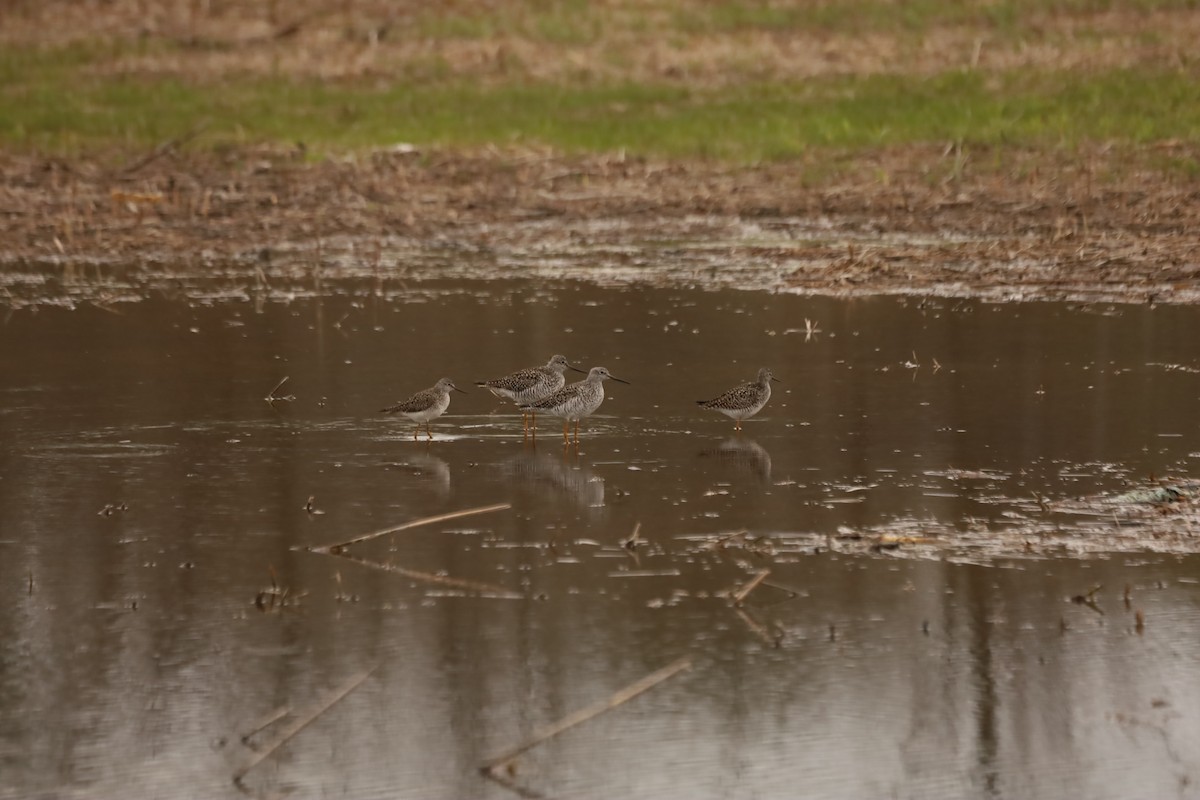 Greater Yellowlegs - ML444758011