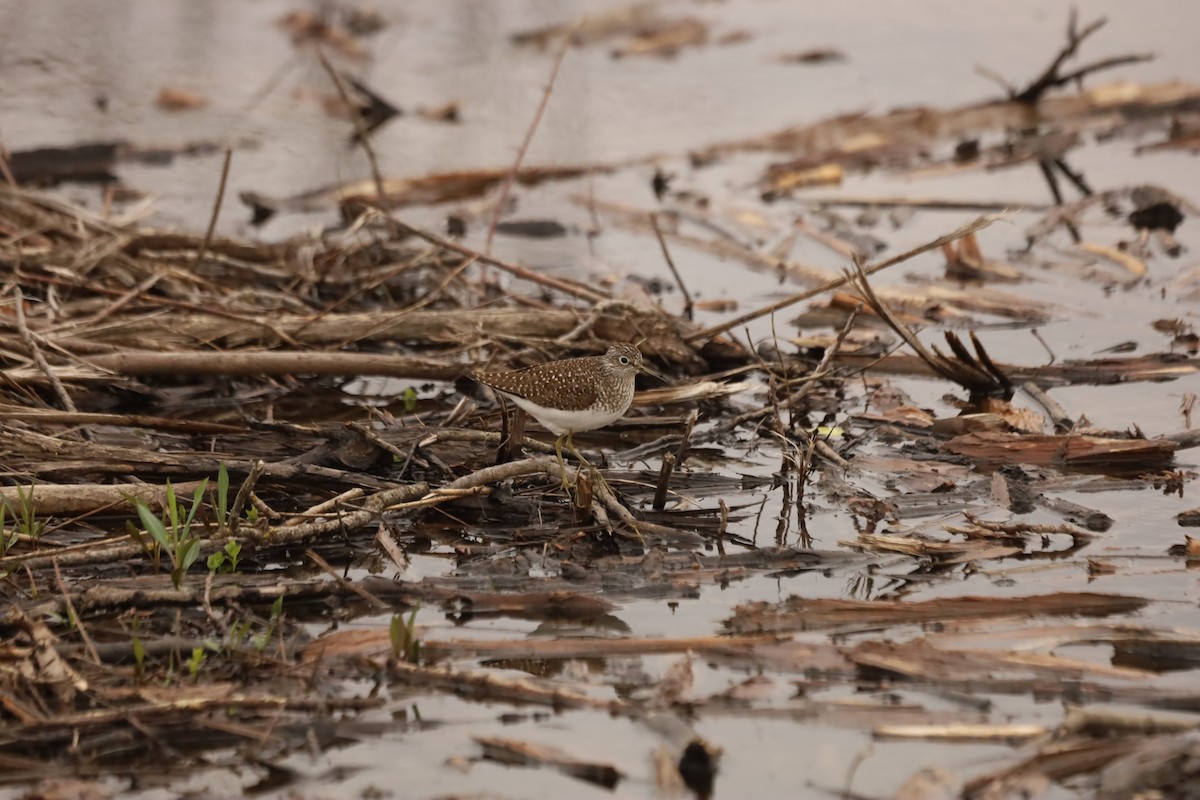 Solitary Sandpiper - ML444758061