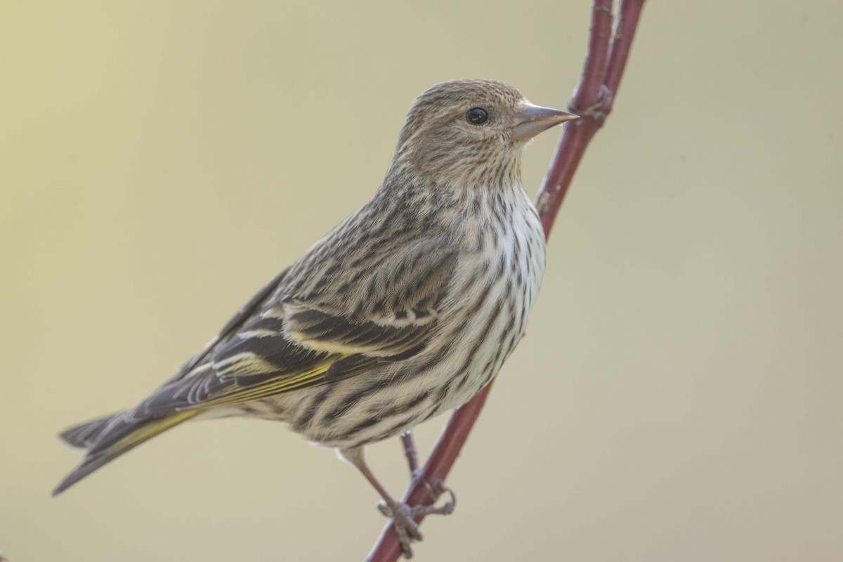 Pine Siskin - ML444758441