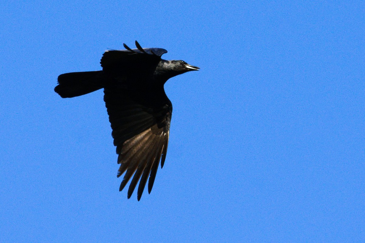 Fish Crow - ML444758581