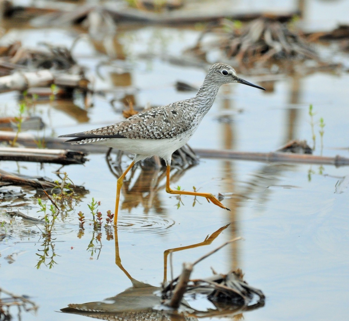 Lesser Yellowlegs - ML444760651