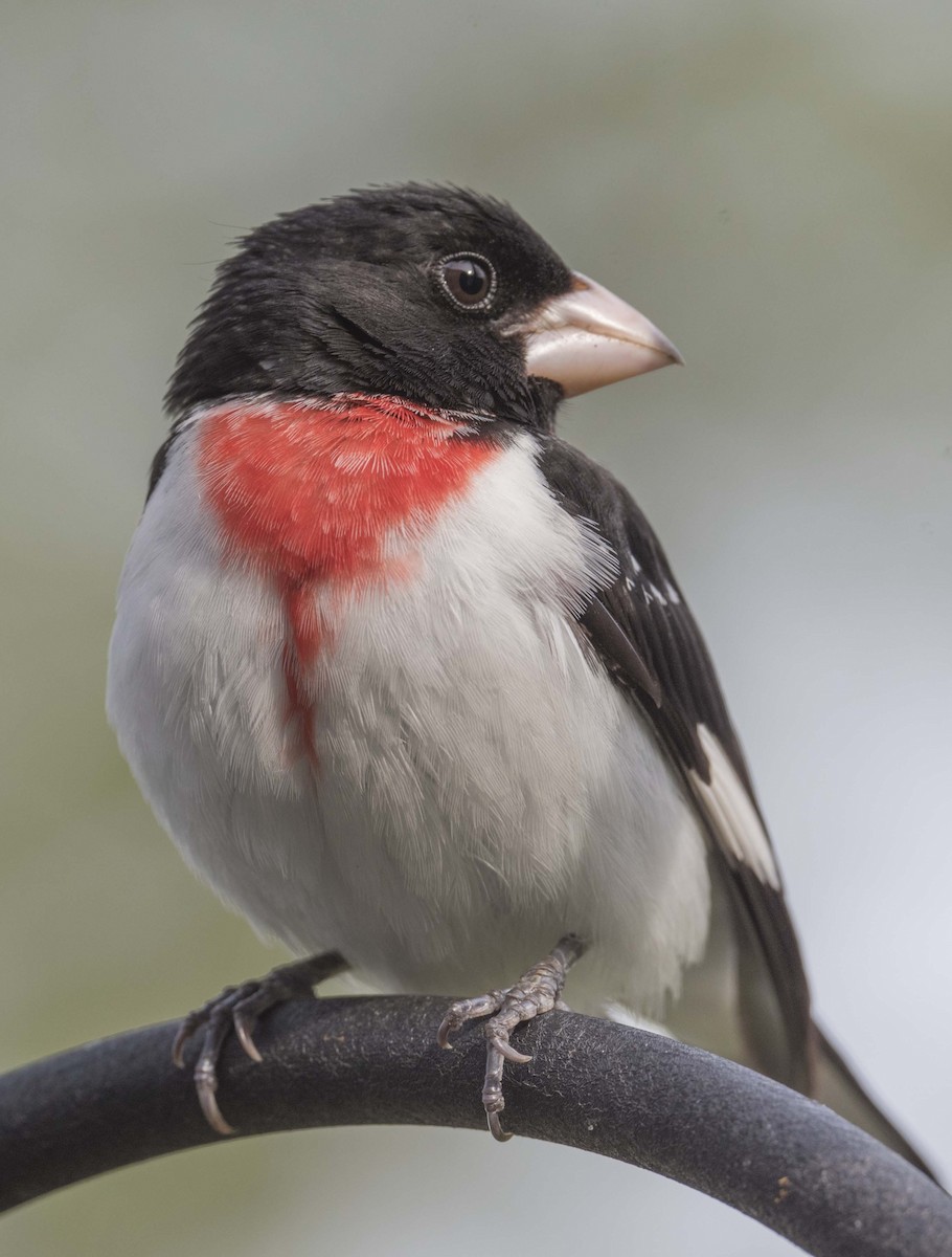Rose-breasted Grosbeak - ML444761221