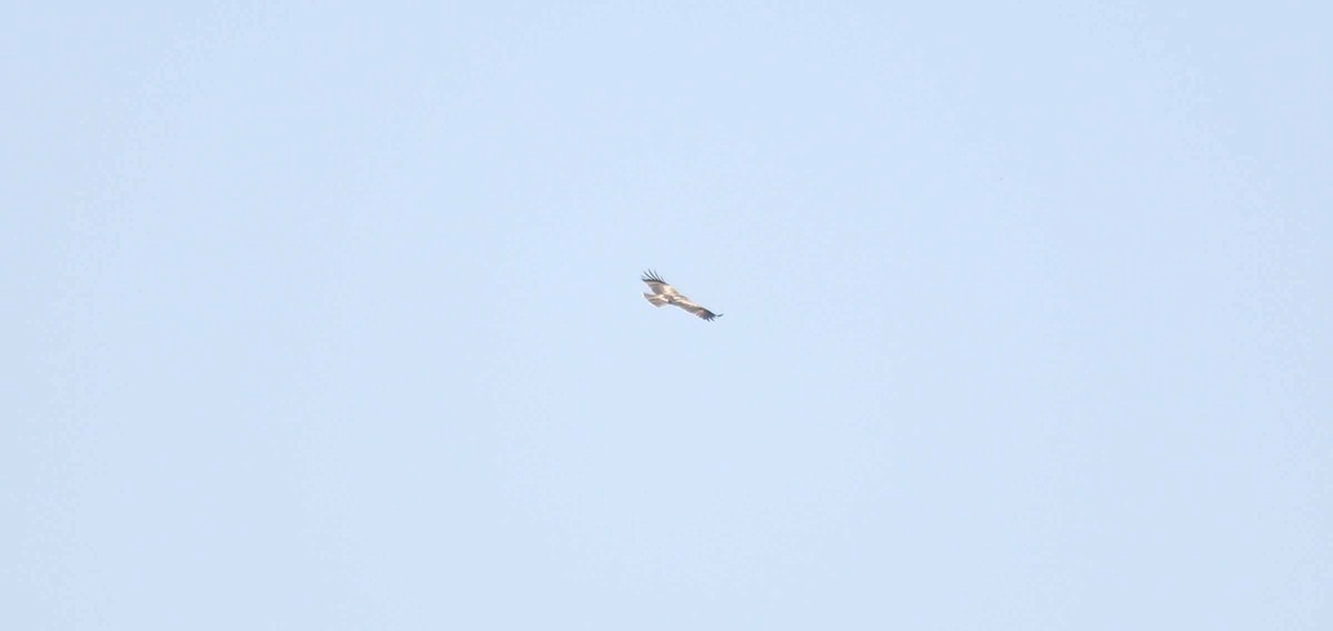 Booted Eagle - ML44476161