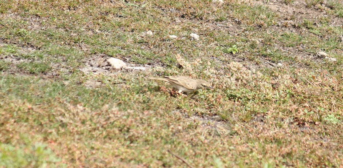 Tawny Pipit - ML44476201