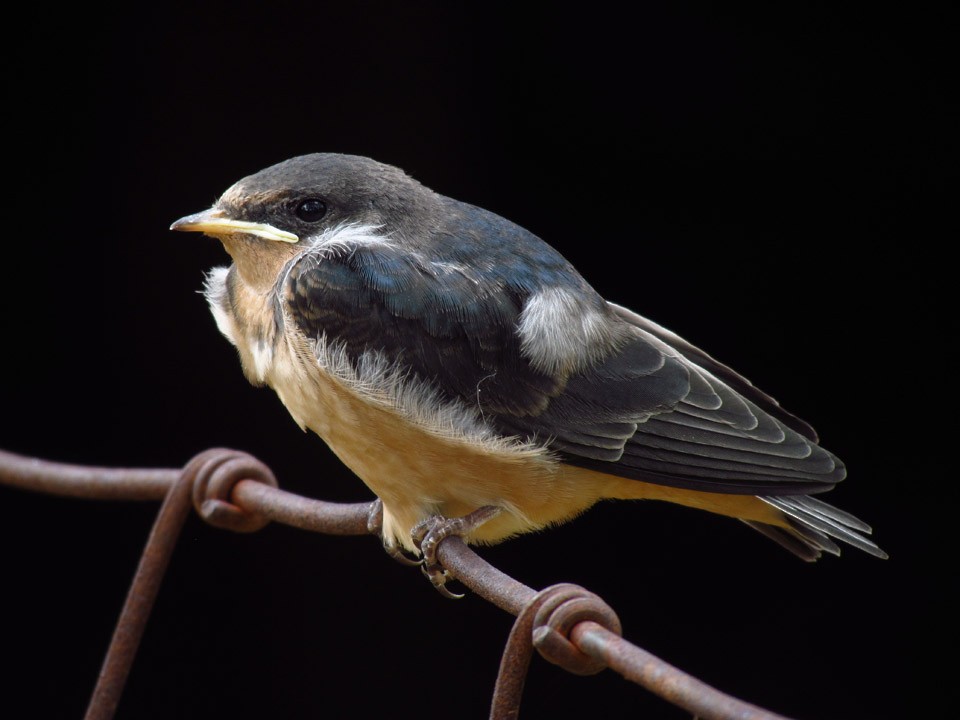 Barn Swallow - ML44476241