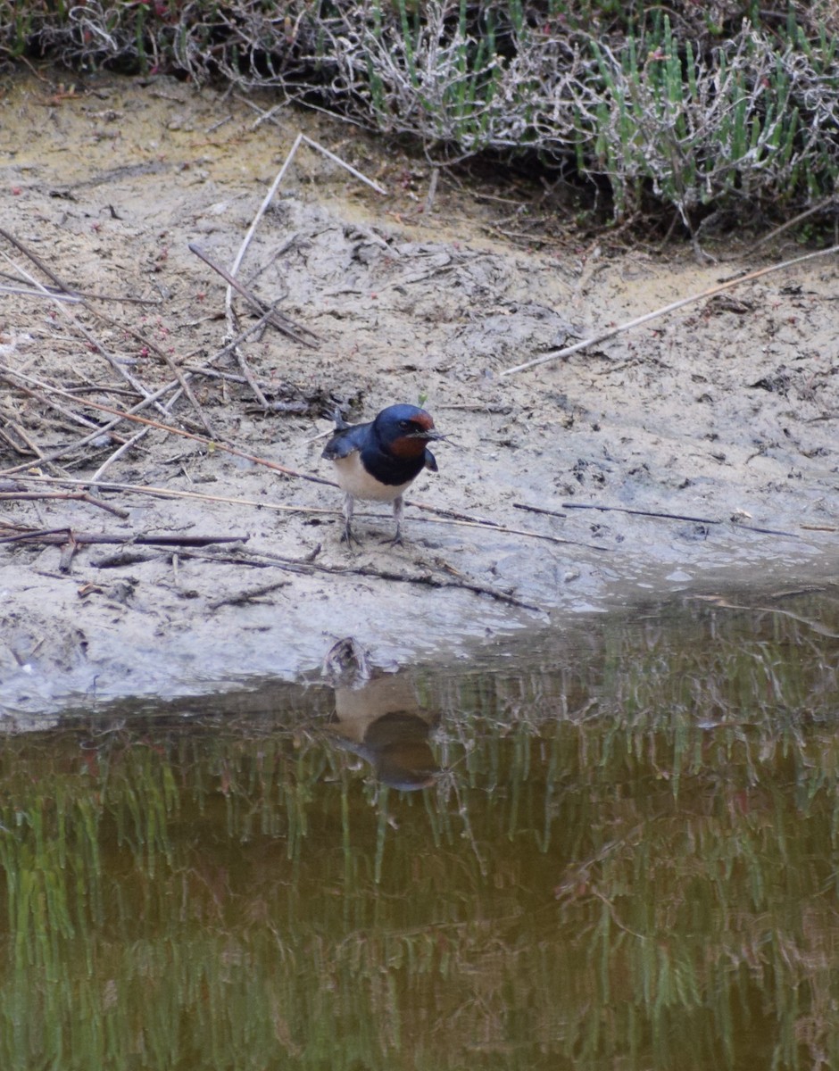 Barn Swallow - ML444762821