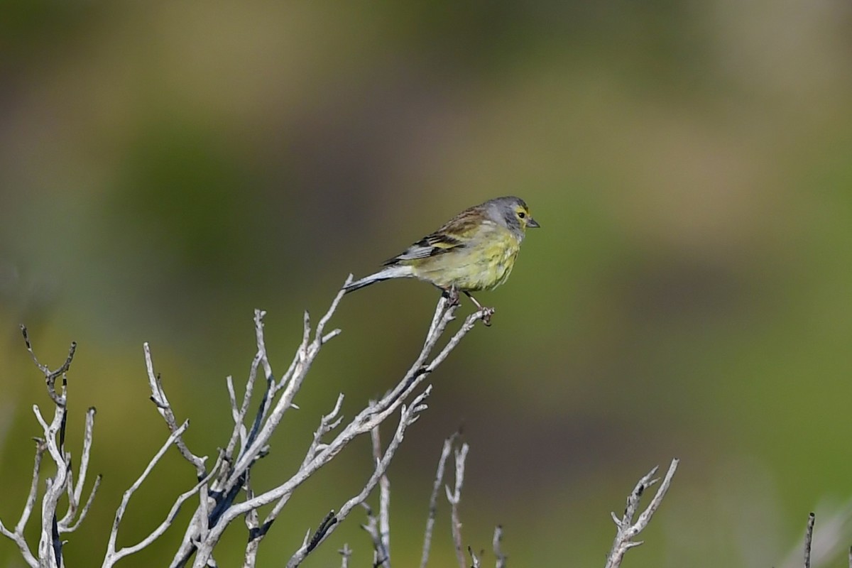 Corsican Finch - Mike Sylvia