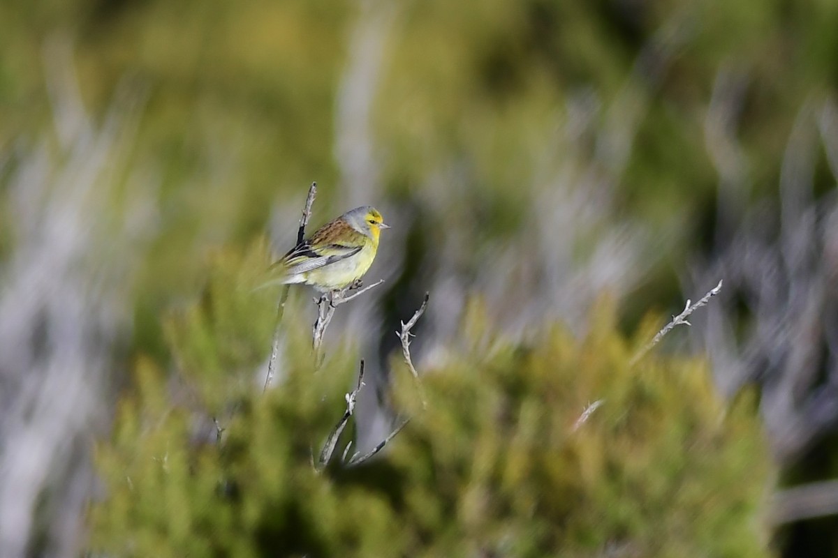 Corsican Finch - ML444763631