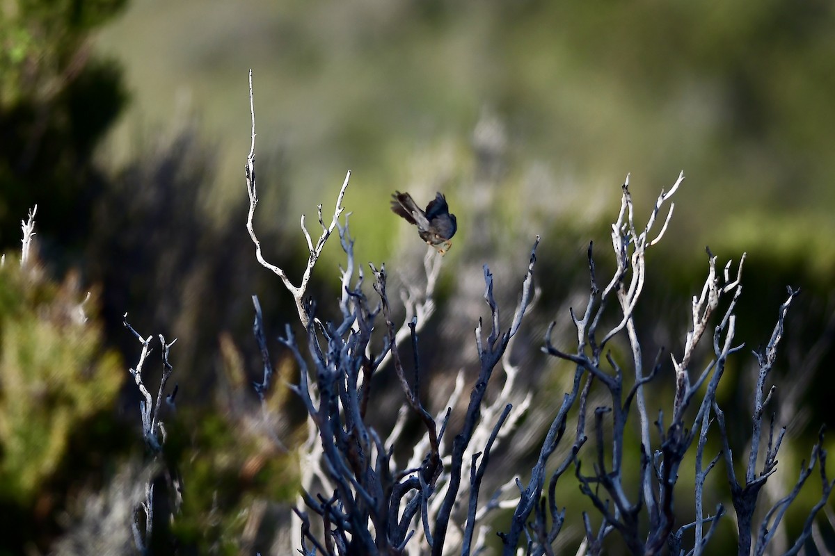 Corsican Finch - Mike Sylvia