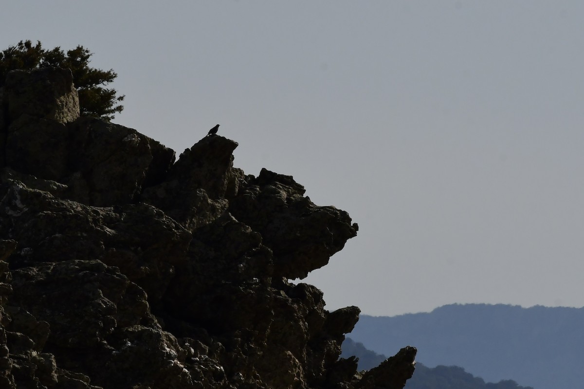 Blue Rock-Thrush - ML444763741