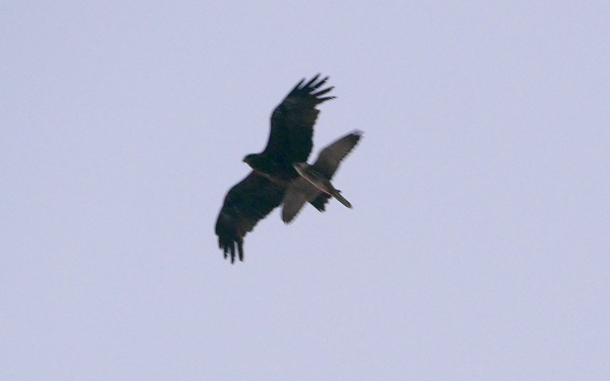 Шууман шонхор - ML444764371