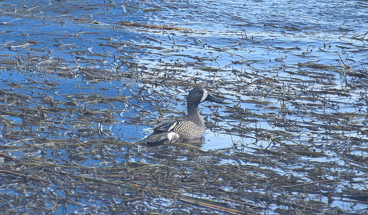 Blue-winged Teal - Renee Levesque