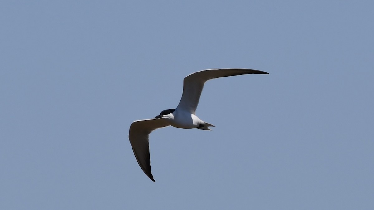 Gull-billed Tern - Mike Sylvia