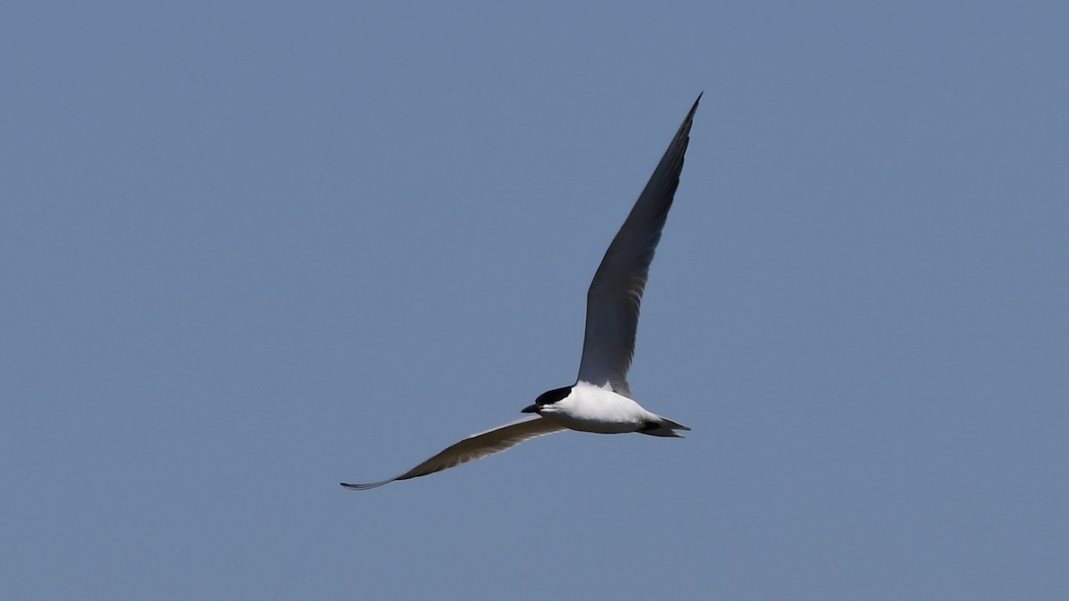 Gull-billed Tern - Mike Sylvia