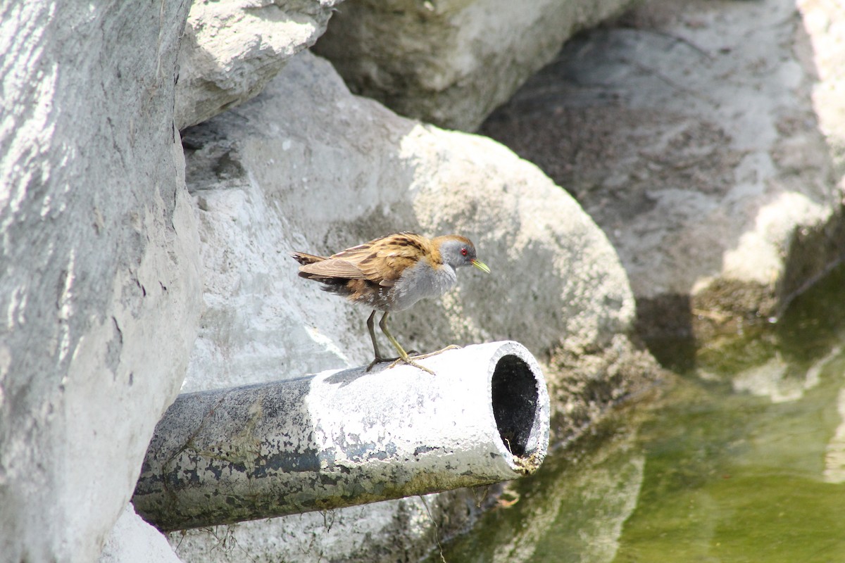 Little Crake - ML444767121