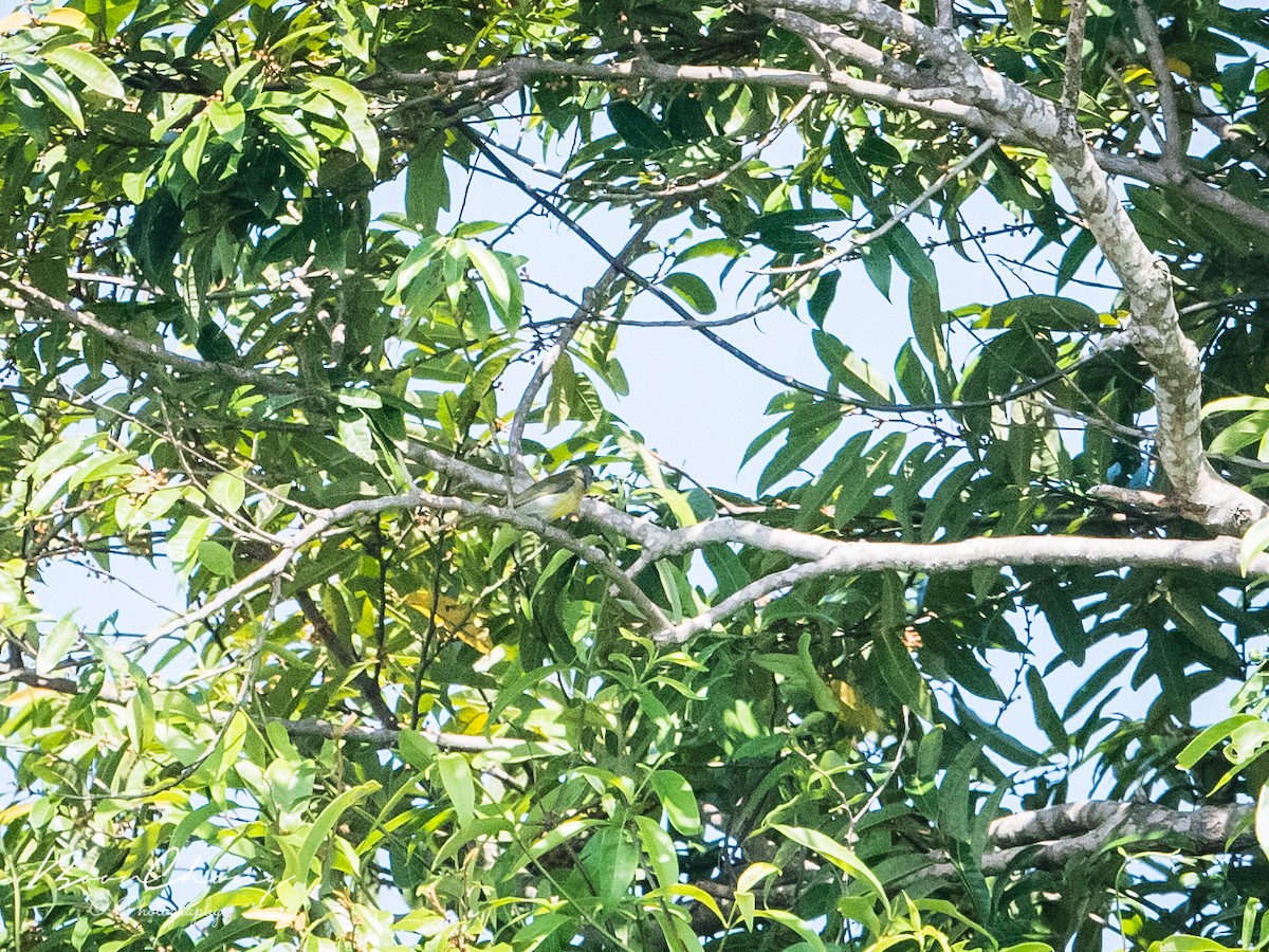 Scarlet-breasted Flowerpecker - ML444767511