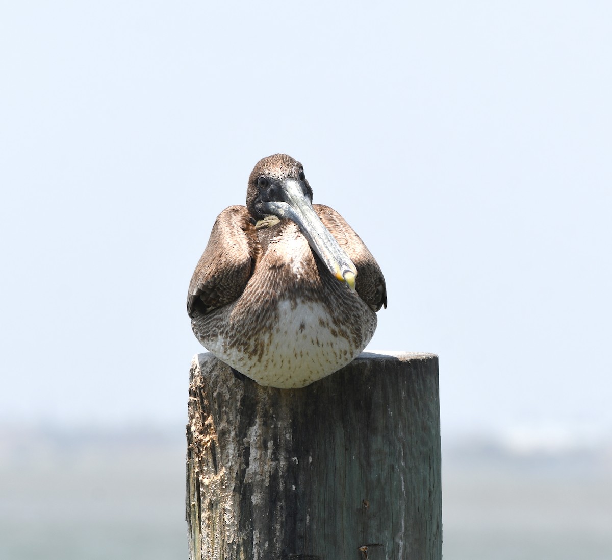 Brown Pelican - ML444767821