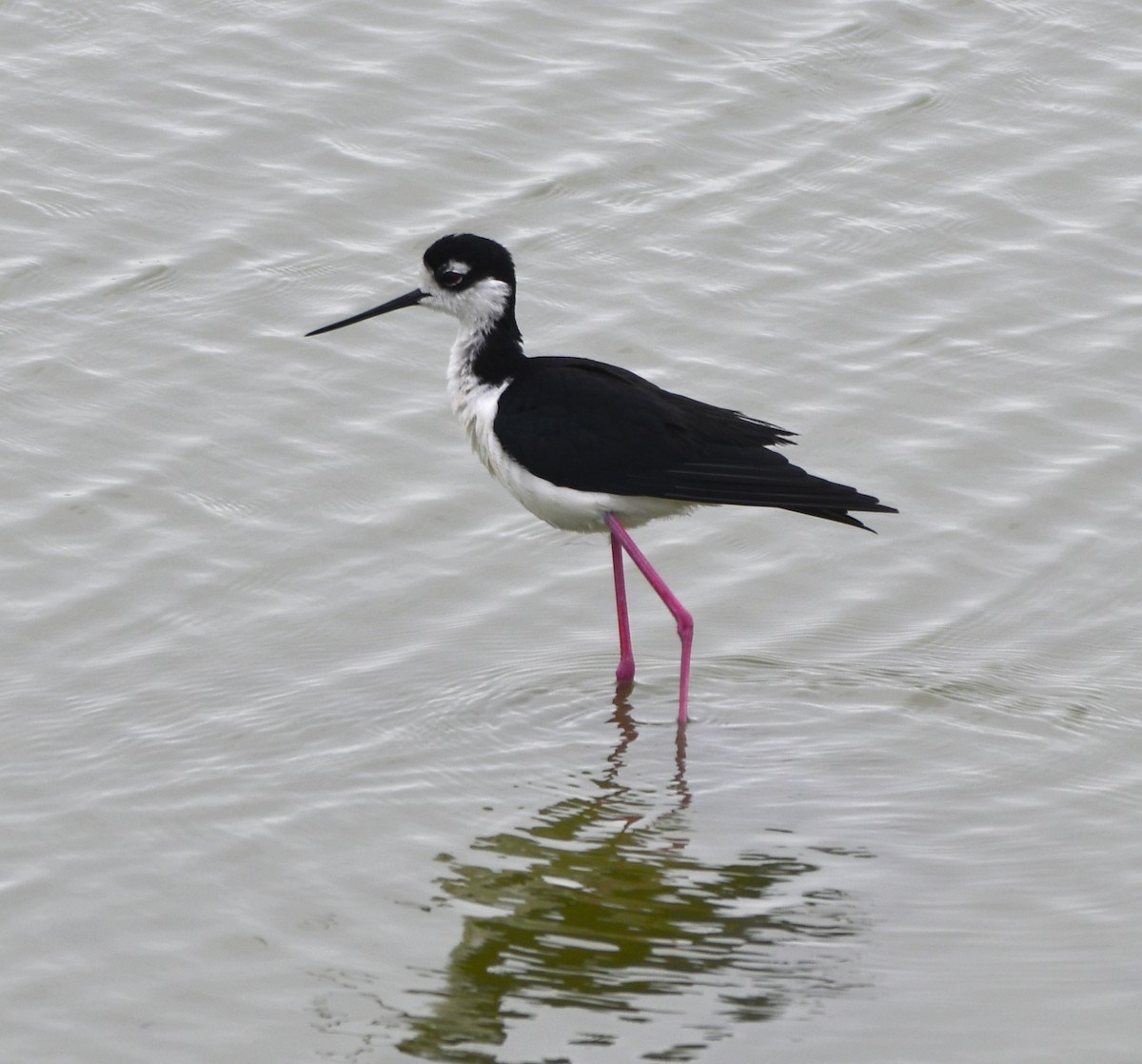 Black-necked Stilt - ML444768531