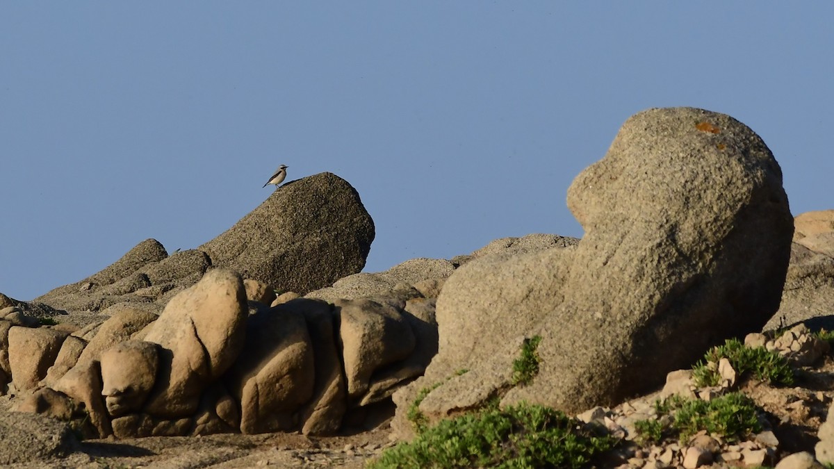 Northern Wheatear - ML444769041