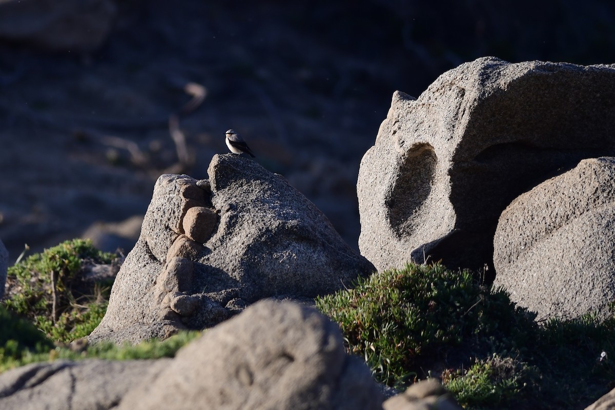 Northern Wheatear - ML444769061