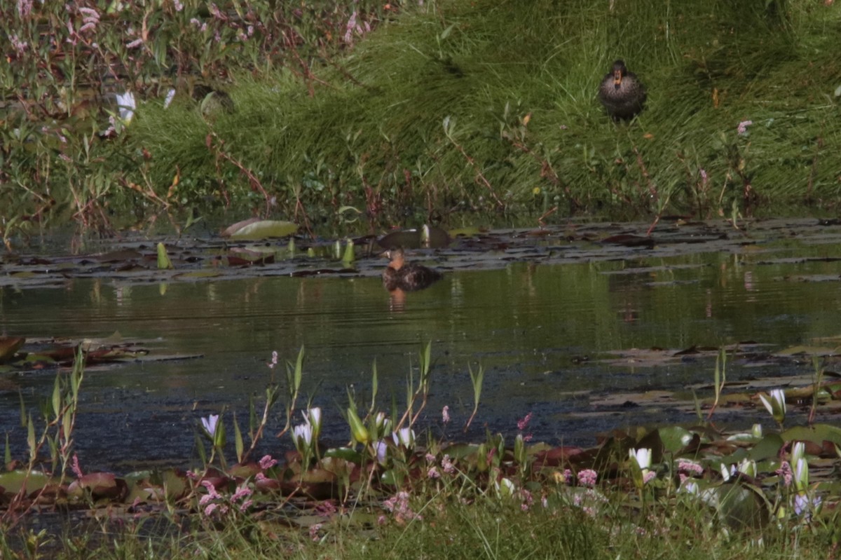 White-backed Duck - Richard Dunn