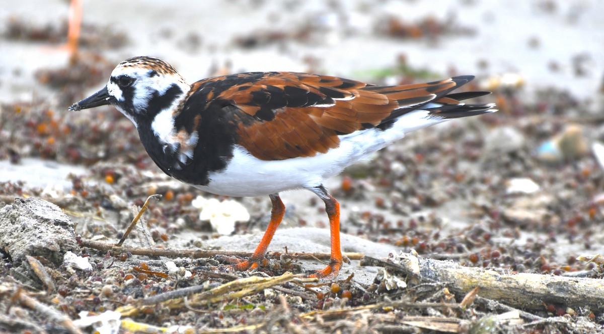 Ruddy Turnstone - ML444769371