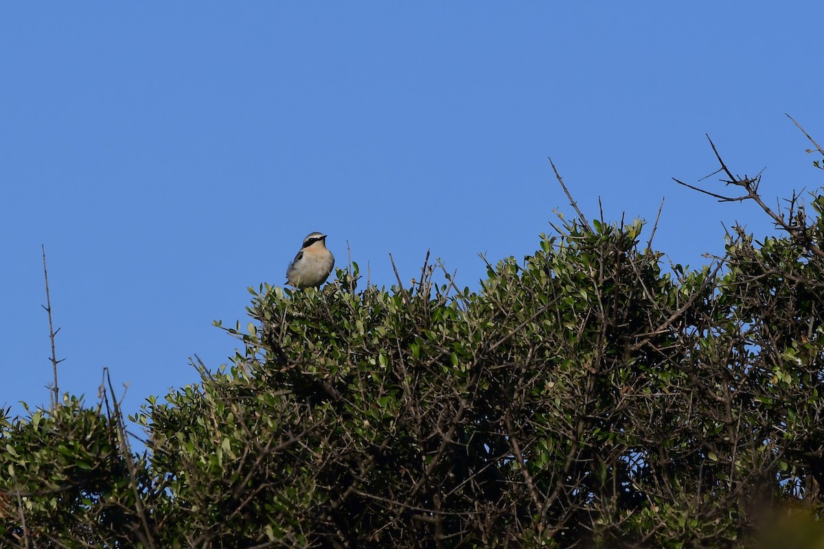 Northern Wheatear - ML444769491