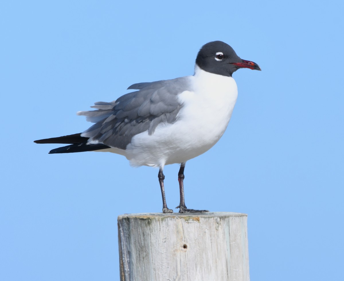 Laughing Gull - ML444769611