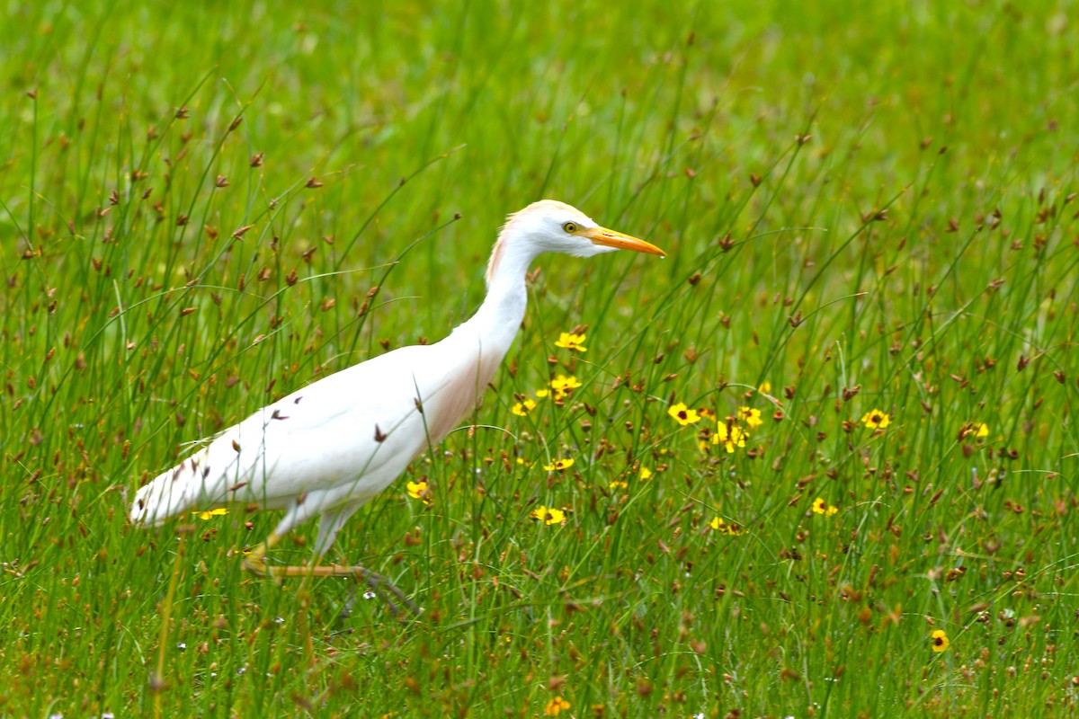 Western Cattle Egret - ML444770461