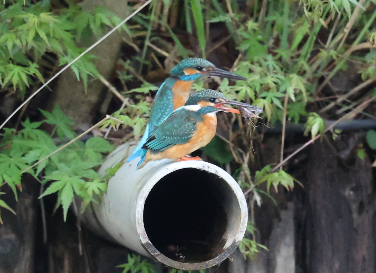 Common Kingfisher - ML444771411
