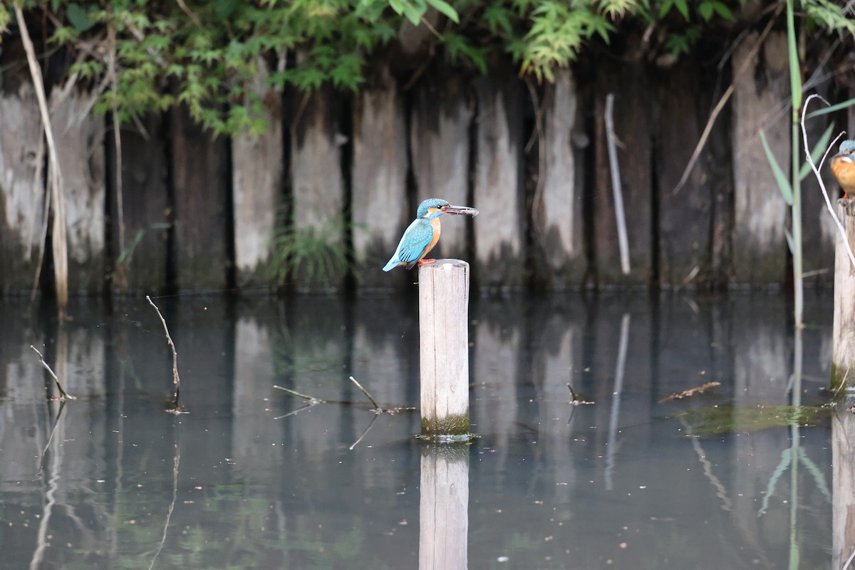Common Kingfisher - ML444771541