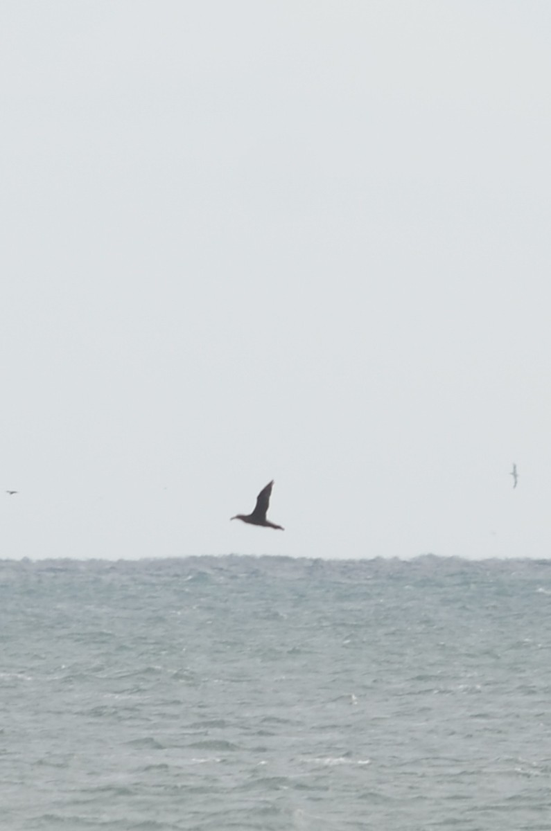 Northern Giant-Petrel - ML44477161