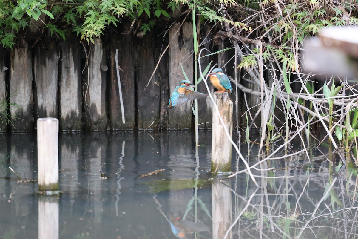 Common Kingfisher - ML444771671