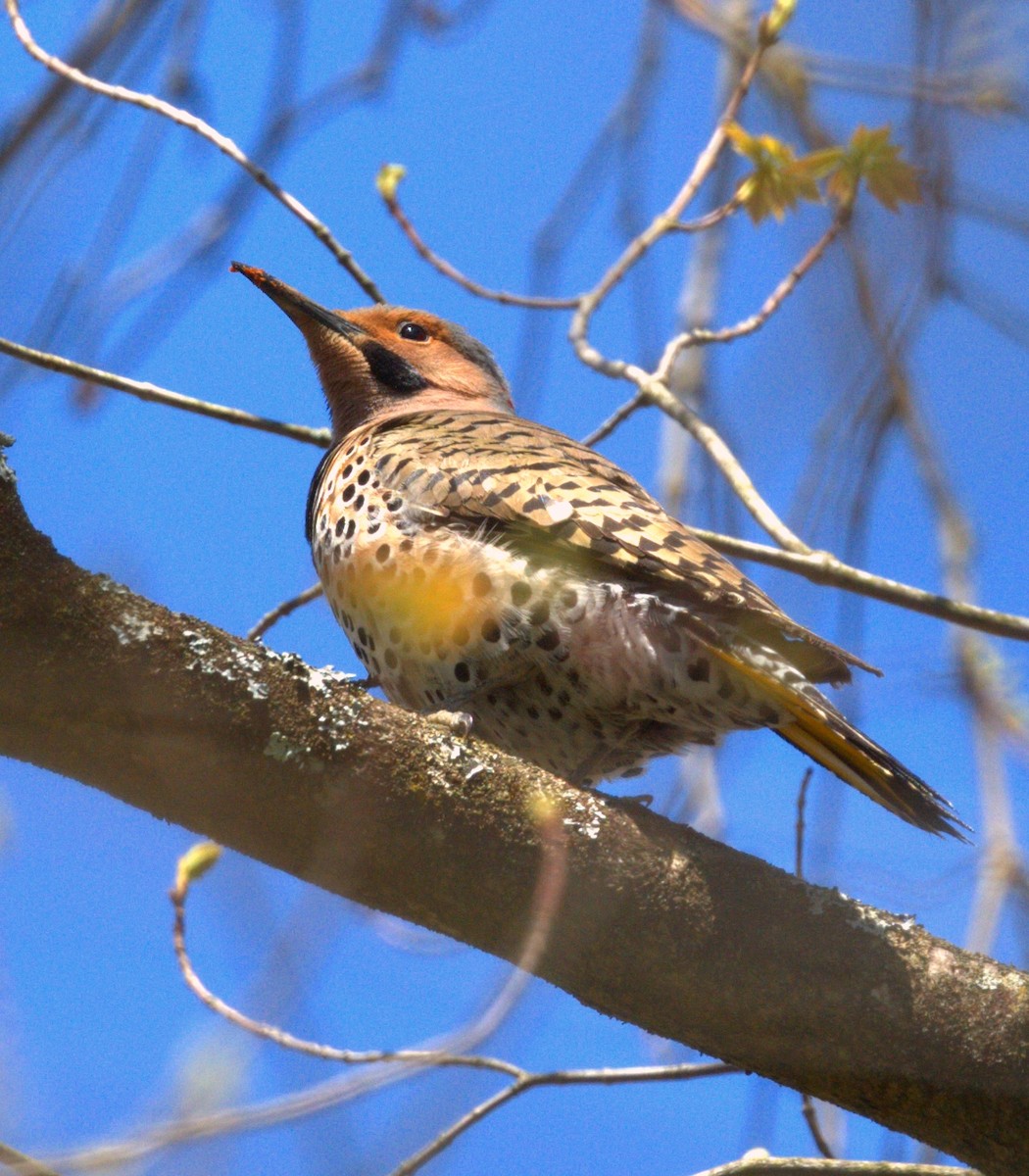 Northern Flicker - ML444772481