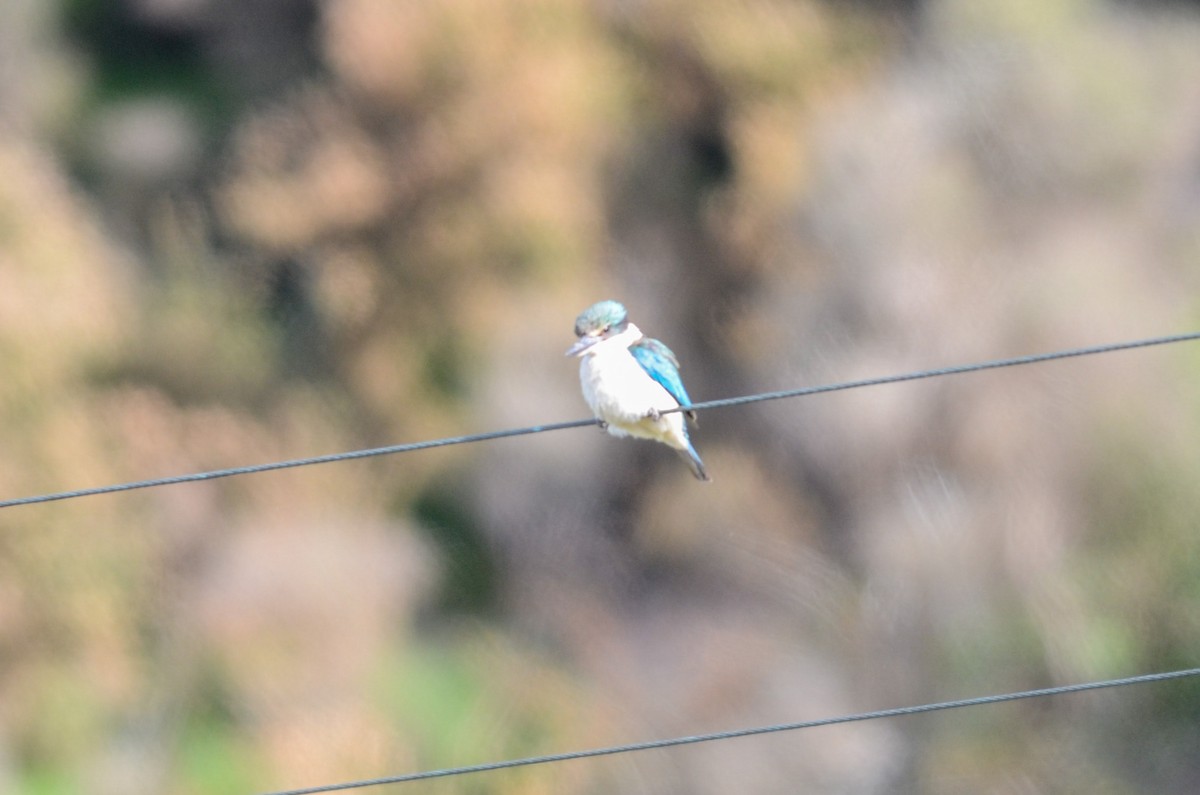 Sacred Kingfisher - ML44477301