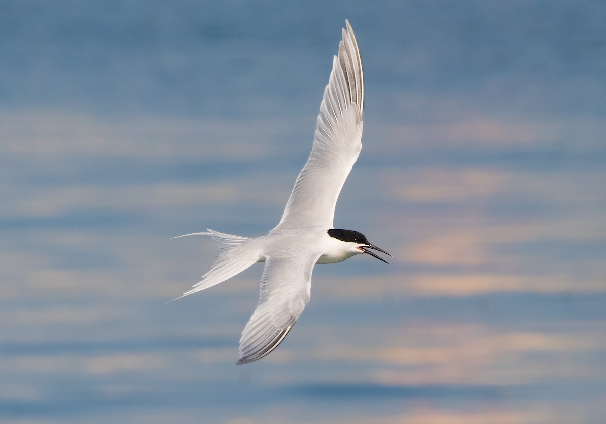 Roseate Tern - Julio Jesús Añel Perez