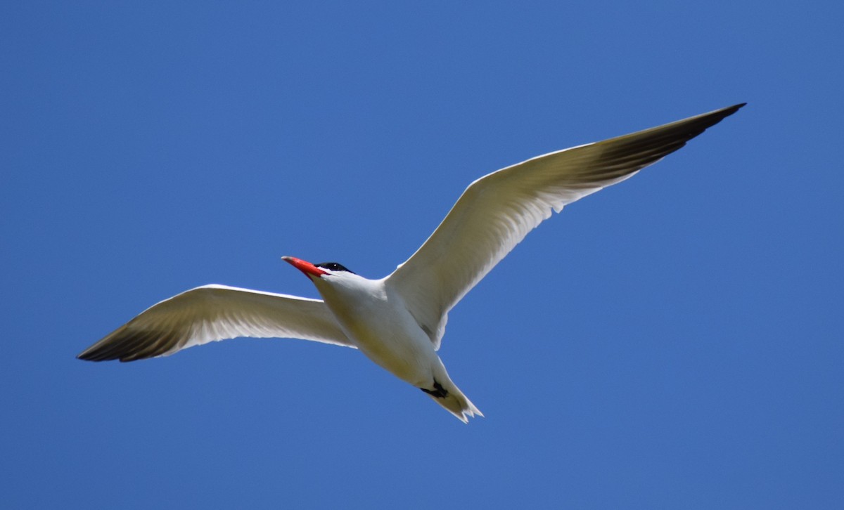 Caspian Tern - ML444774241