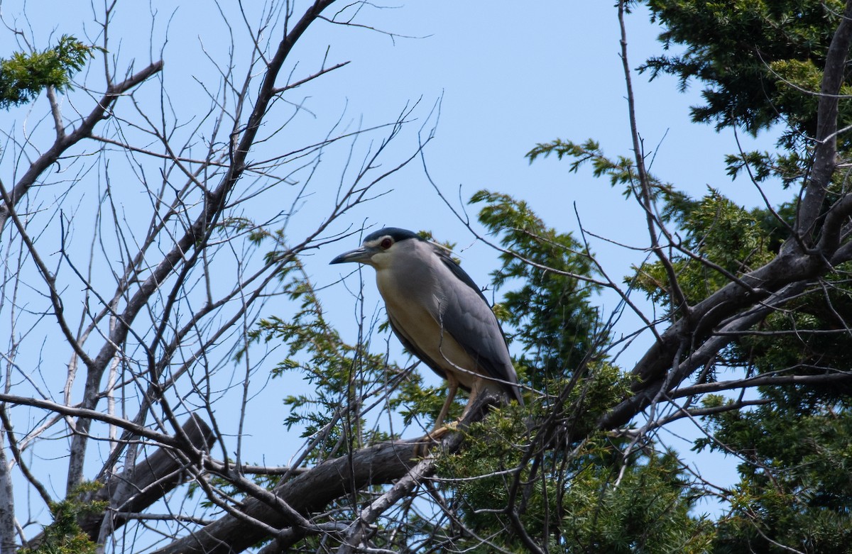 Black-crowned Night Heron - Sarah Romero